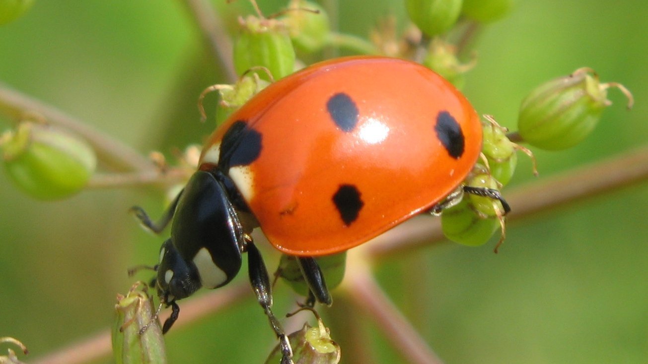 The Lost Beetle