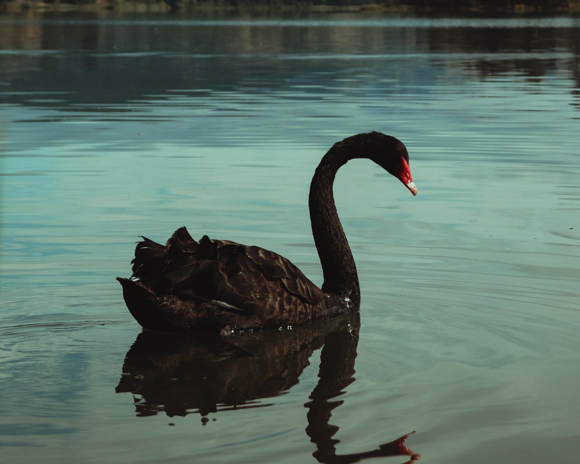 The Black Swan